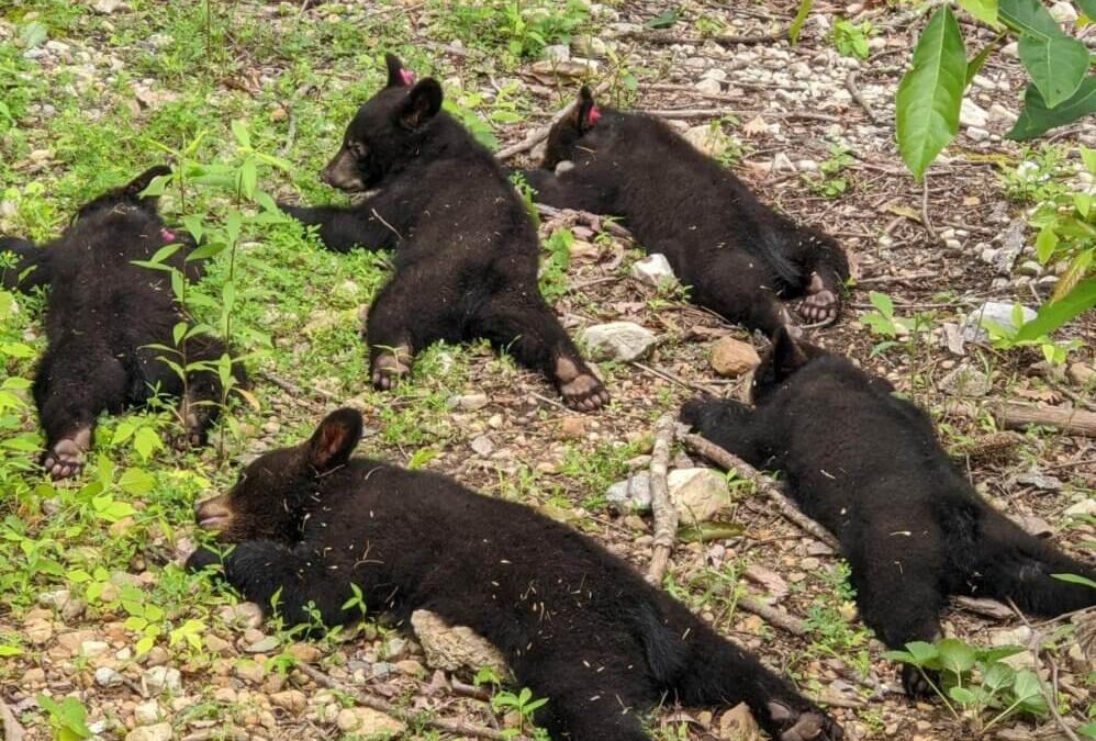 A Blue Ridge Warning: Bear Sightings Increase Along The Parkway