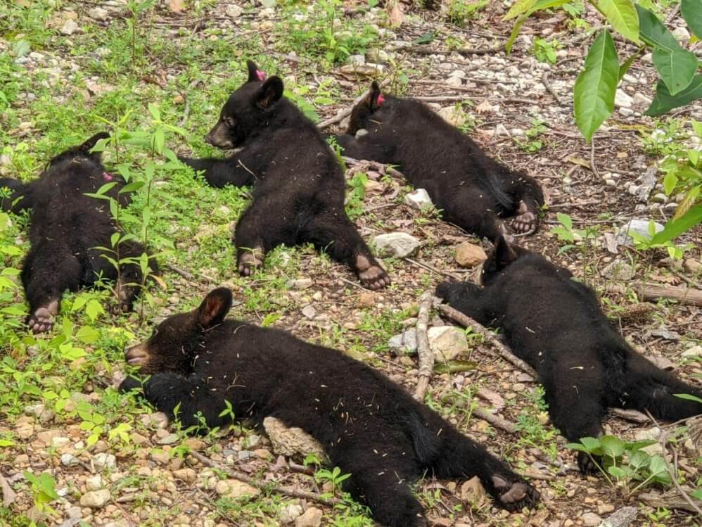A Blue Ridge Warning: Bear Sightings Increase Along The Parkway
