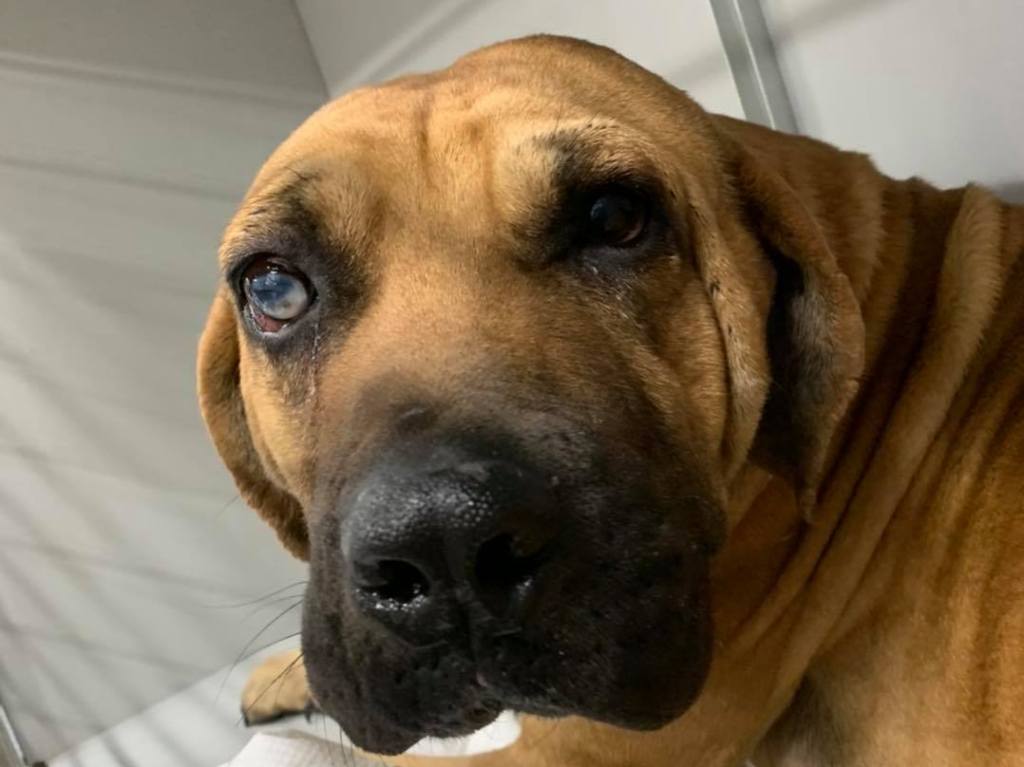 Virginia Rescue Group Saves Dogs From South Korean Meat Farm