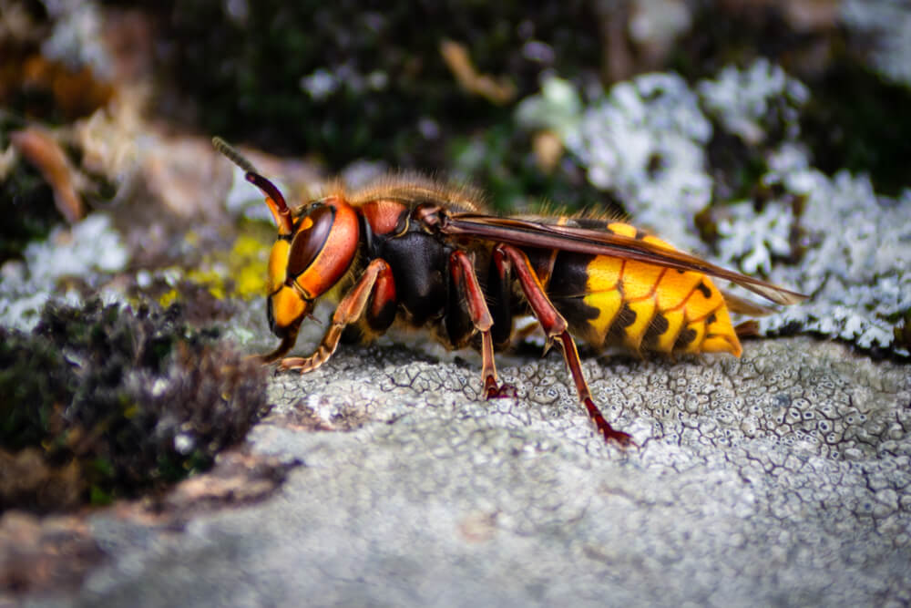 No, Murder Hornets Aren’t Heading Towards Virginia This Spring