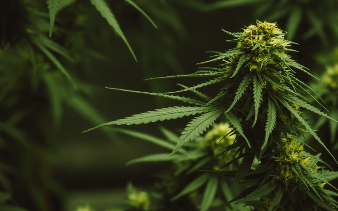 Virginia’s General Assembly Legalized Marijuana. What Does The Law Say?