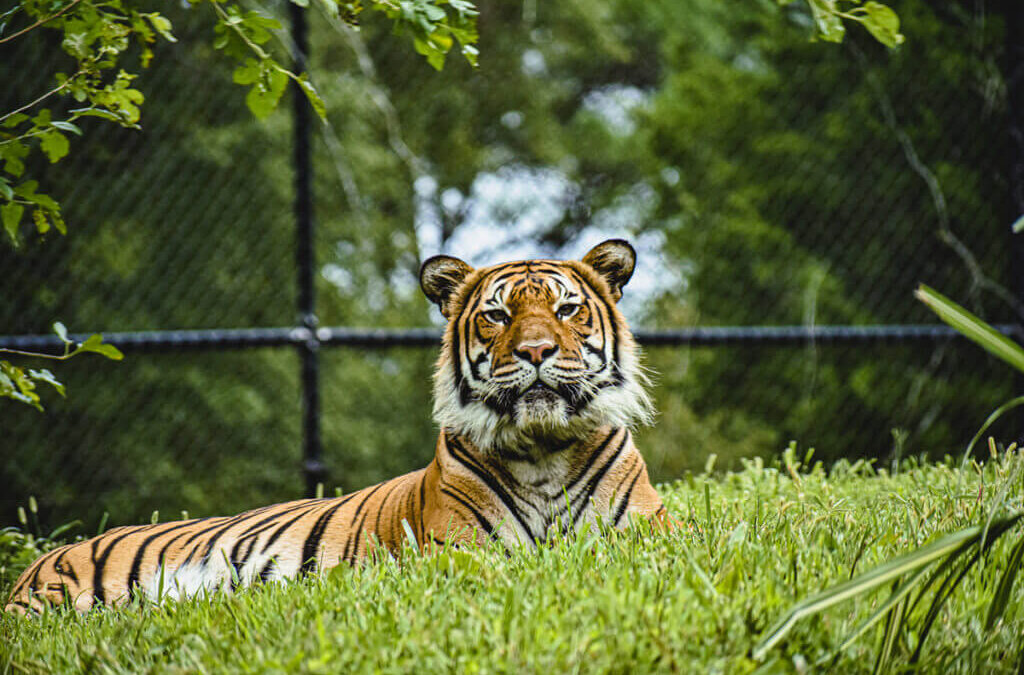 How Does COVID-19 Affect Animals? Virginia Zoo Case Offers Answers