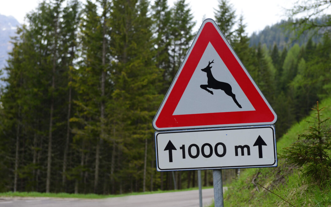 Dogwood Download: Things You Should Know For Friday, April 2