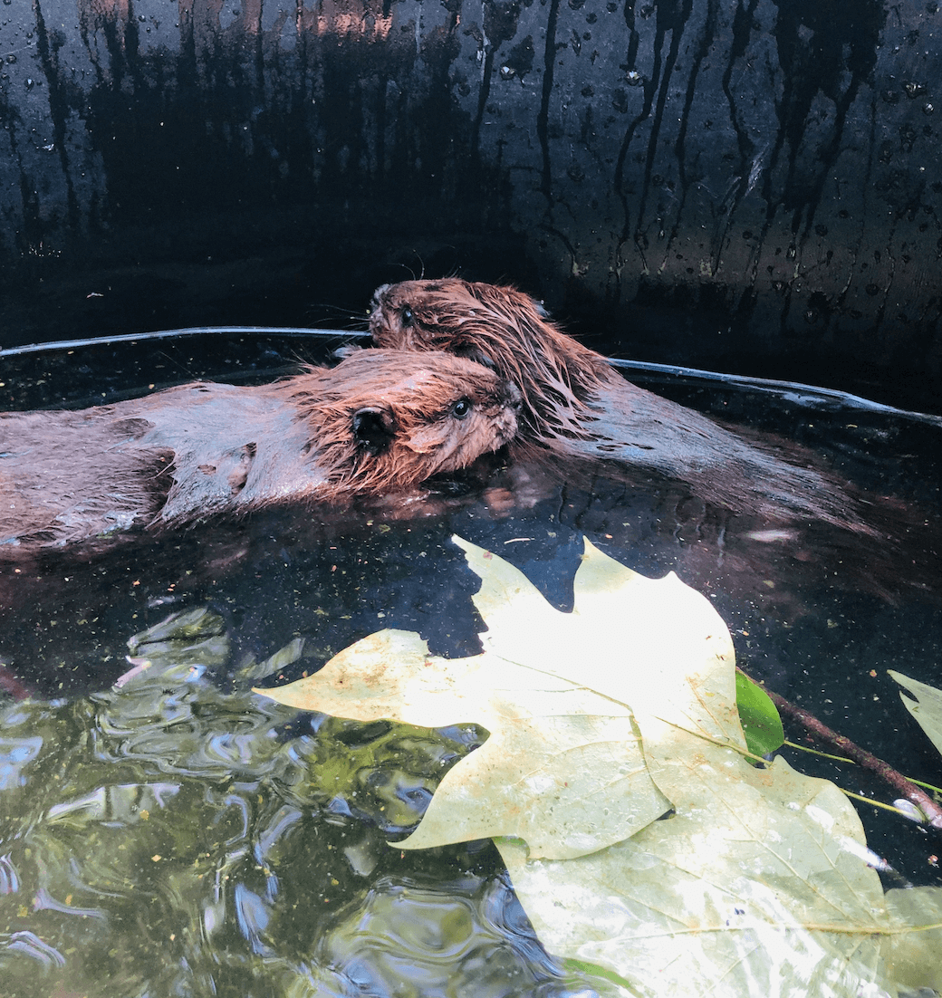 Virginia Wildlife Center Takes On Challenge of Raising Baby Beavers