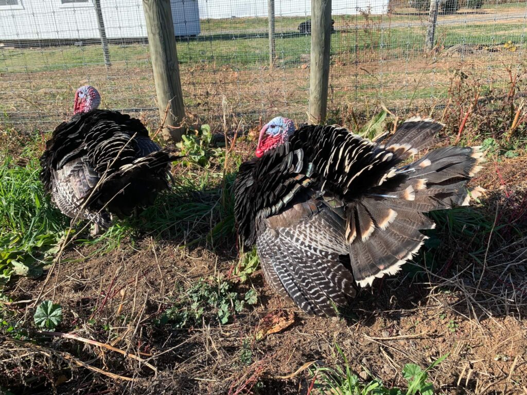 a picture of two turkeys