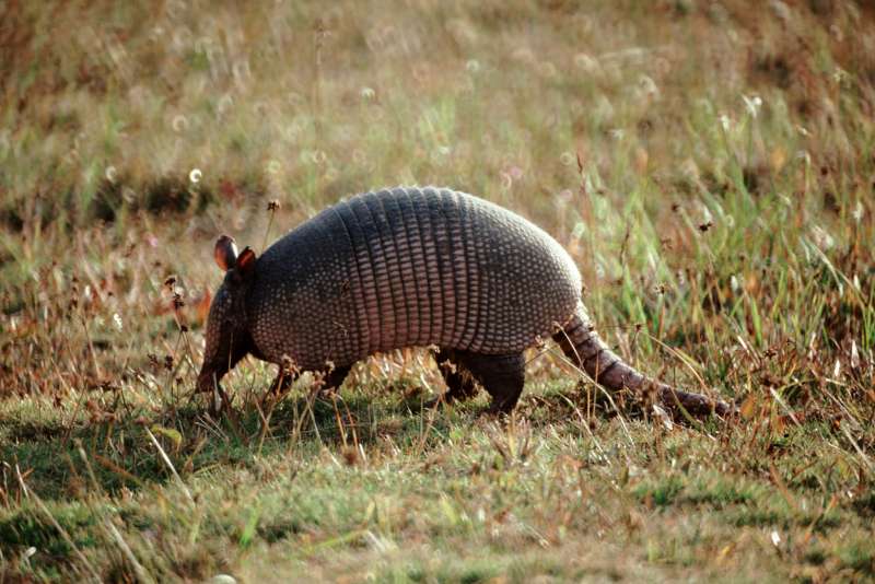 An armadillo walking through Everglades National Park in Florida.