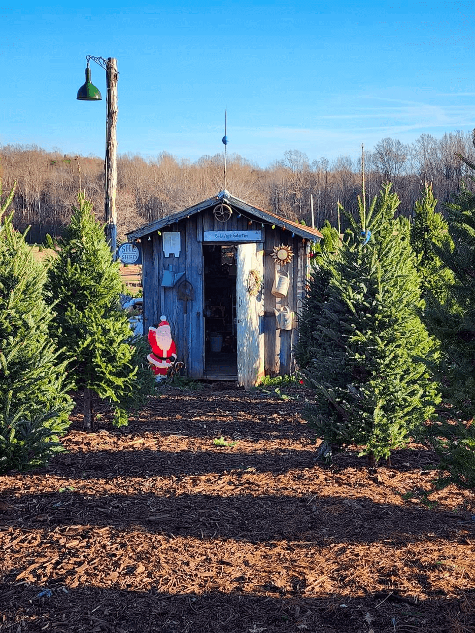 8 Christmas Tree Farms to Visit in Virginia