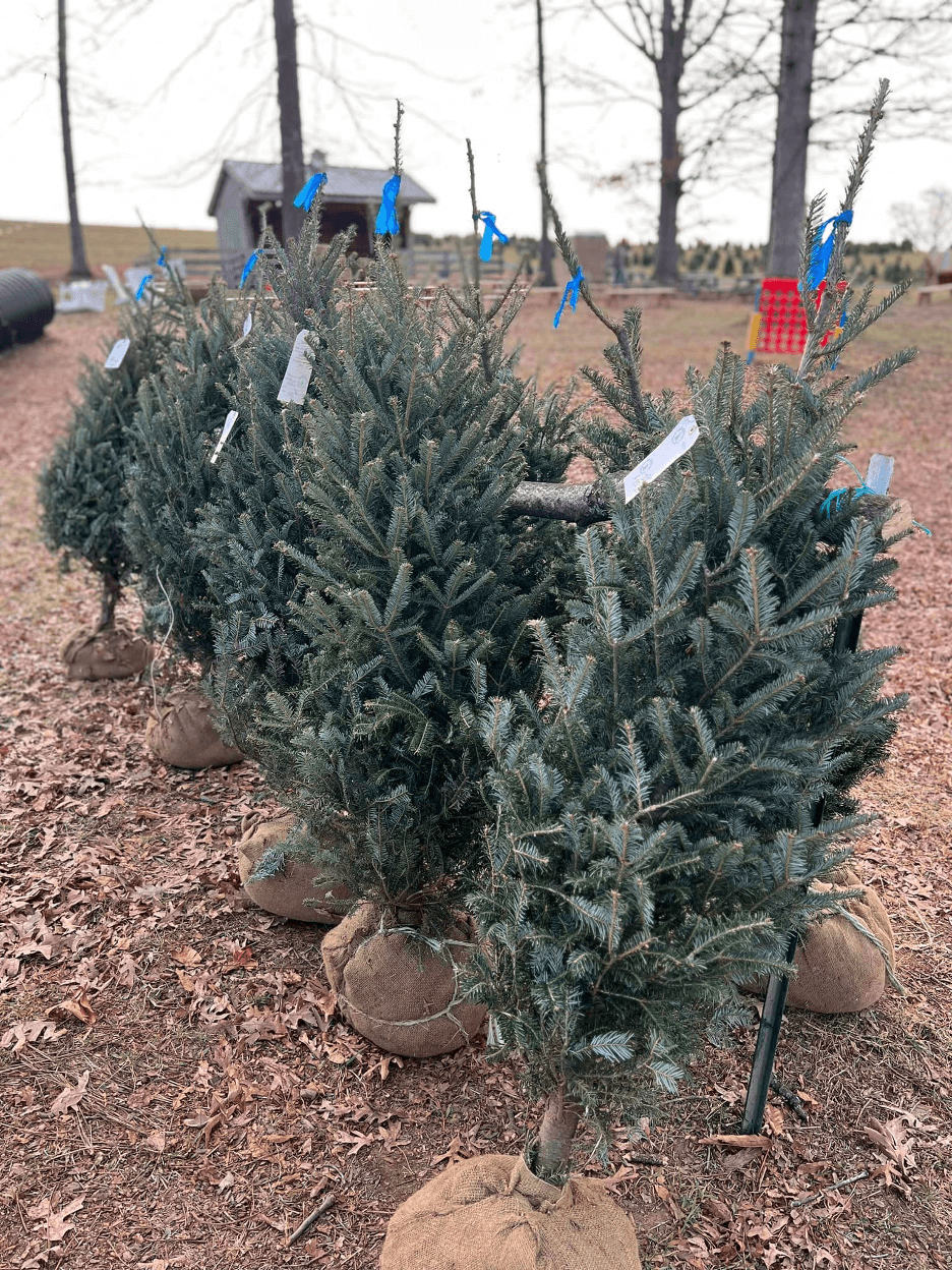 8 Christmas Tree Farms to Visit in Virginia