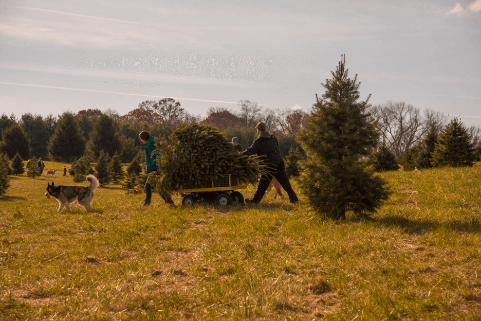 8 Christmas Tree Farms to Visit in Virginia