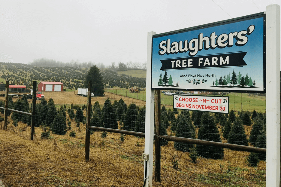 8 Christmas Tree Farms to Visit in Virginia