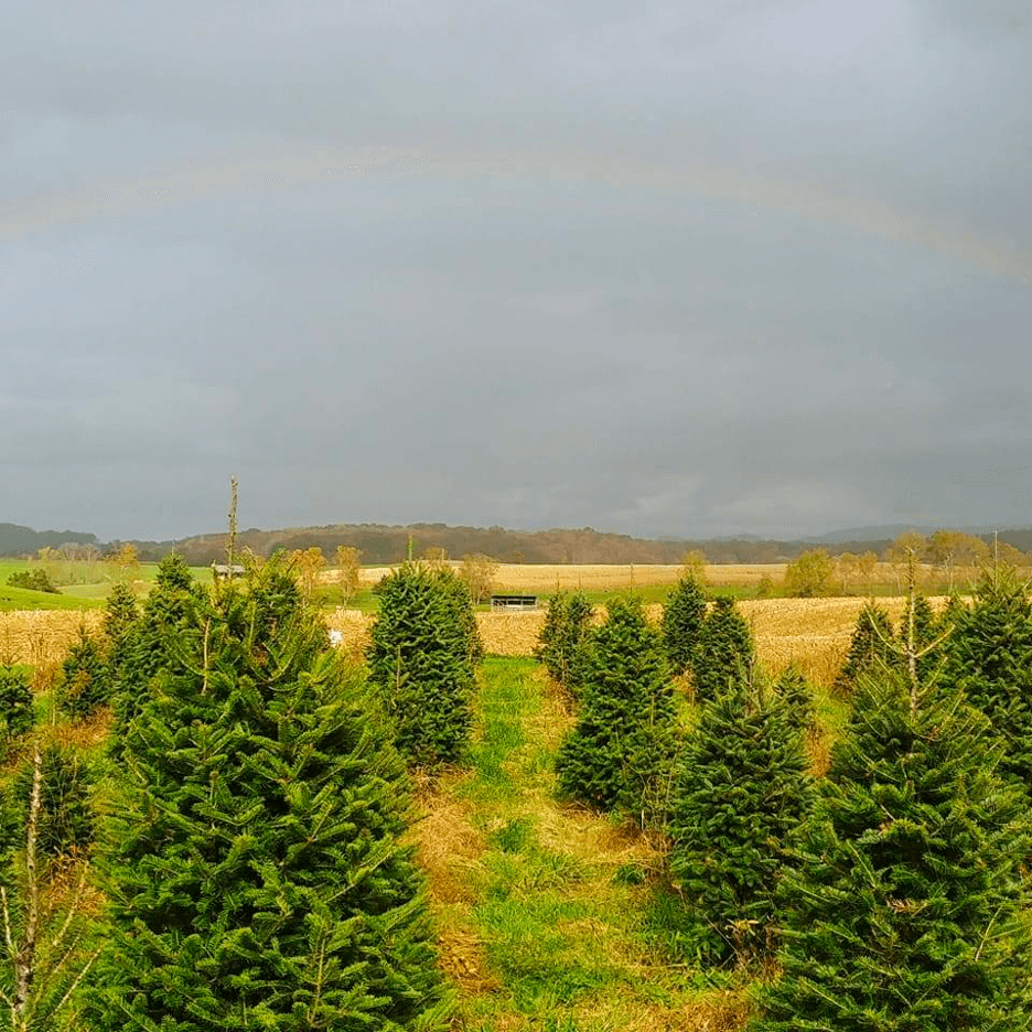 8 Christmas Tree Farms to Visit in Virginia