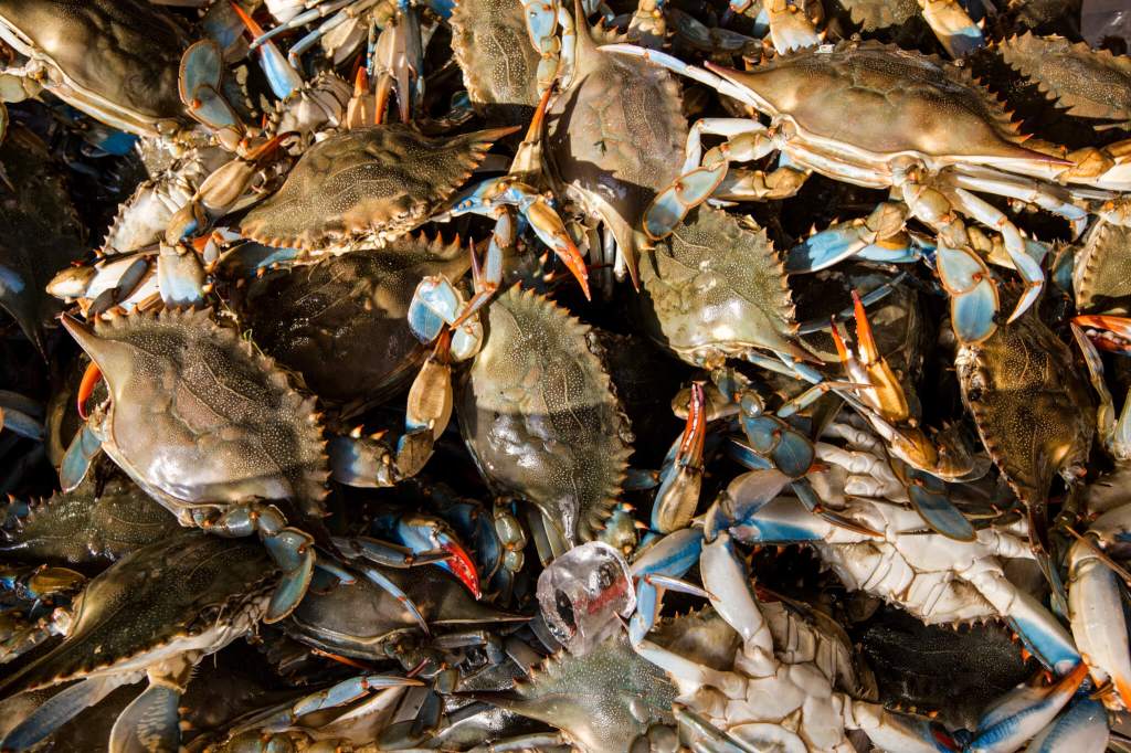 Virginia crab management committee recommends fall, spring catch limit increase