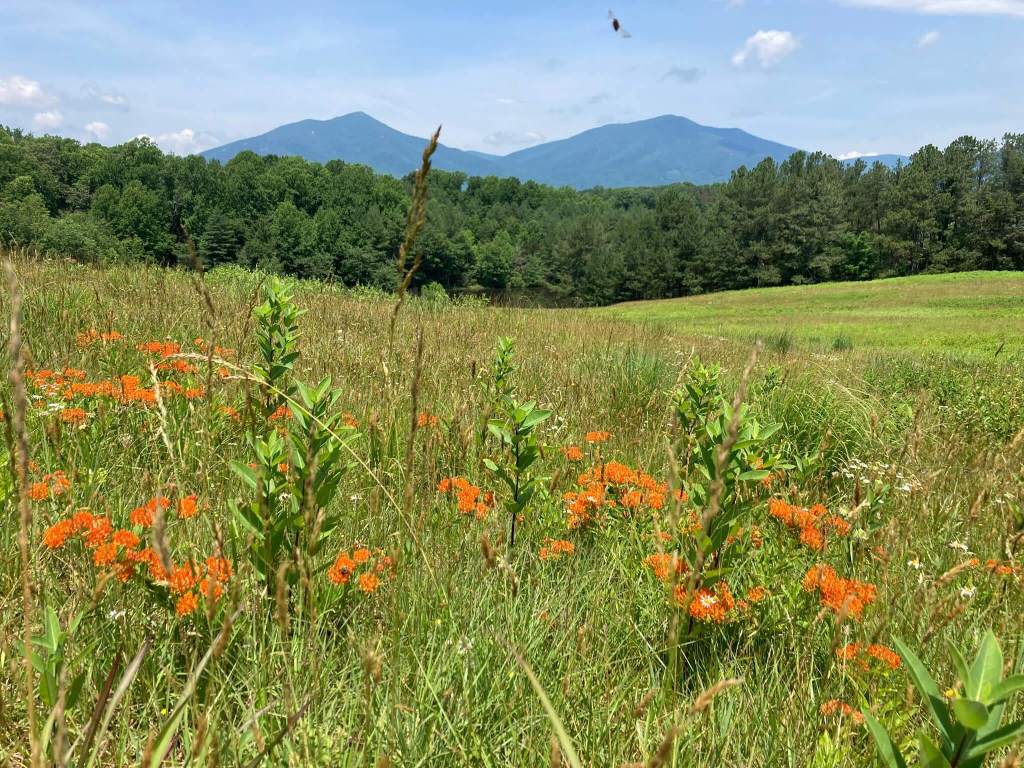 Top 6 Spots to ‘Spot’ Wildflowers in Virginia