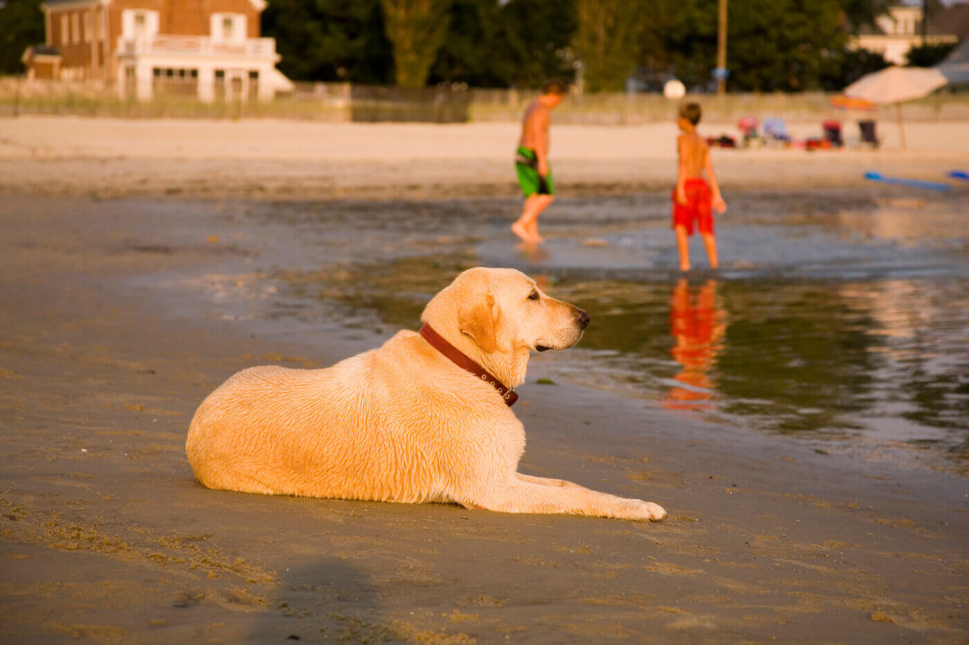 12 Dog-Friendly Beaches That Will Give Your Virginia Pooch the Zoomies