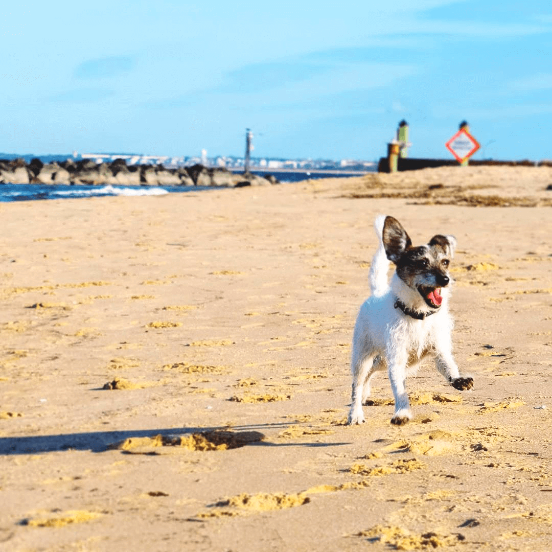 12 Dog-Friendly Beaches That Will Give Your Virginia Pooch the Zoomies