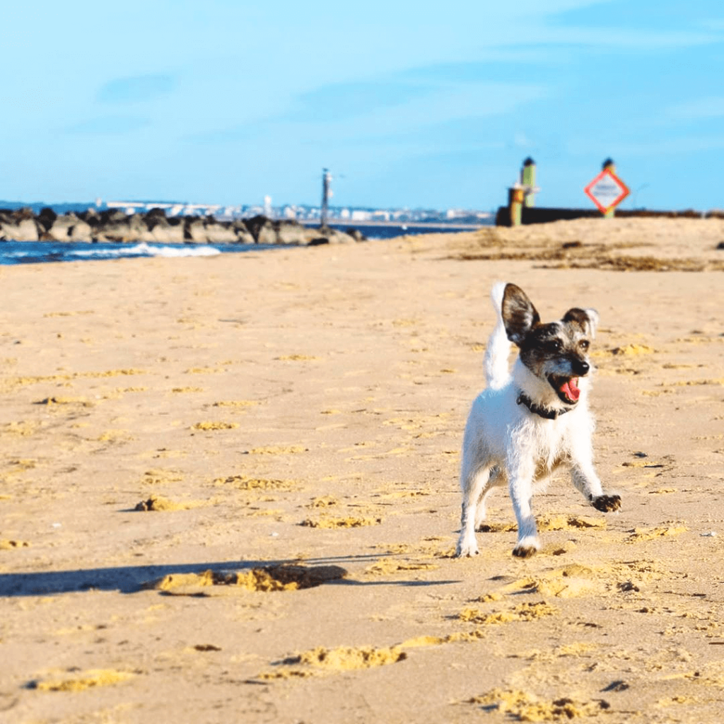 17 Dog-Friendly Beaches, Parks, and Rivers That Will Give Your Virginia Pooch the Zoomies