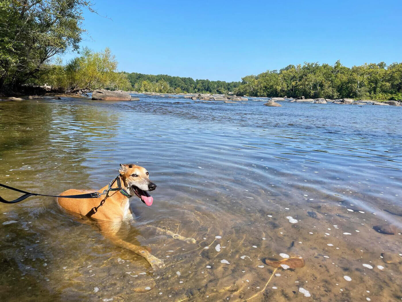 12 Dog-Friendly Beaches That Will Give Your Virginia Pooch the Zoomies
