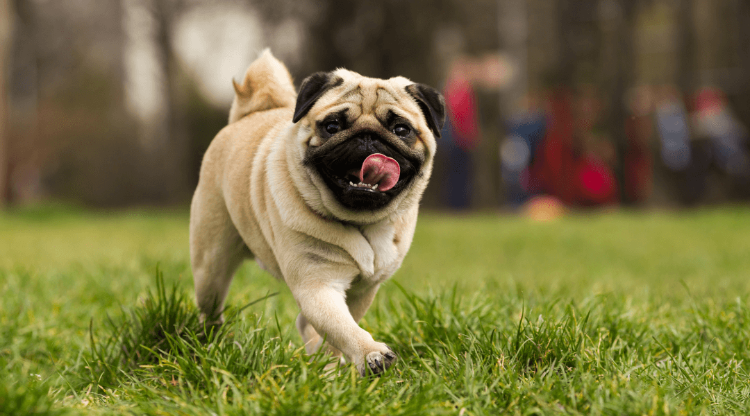 Longest-Living Dog Breeds