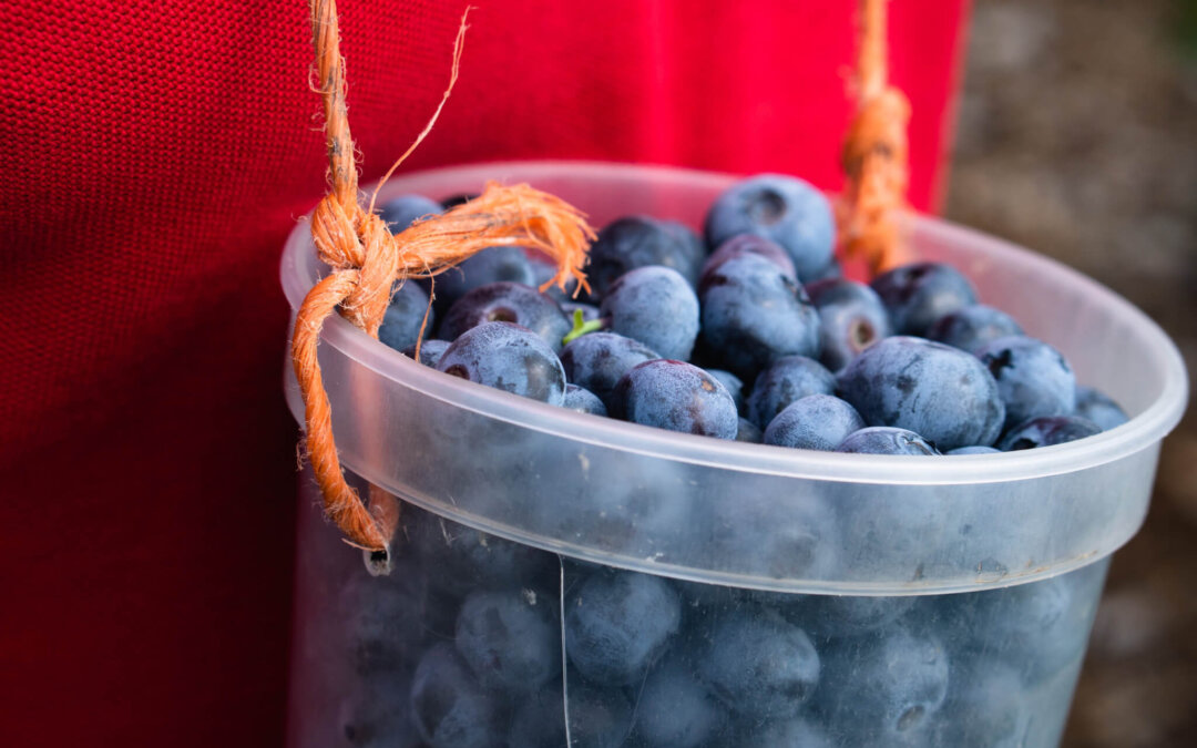 Discover the Freshest Blueberries in Northern Virginia at These 4 Pick-Your-Own Farms
