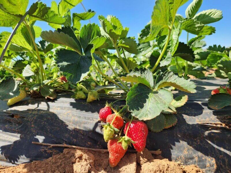 What’re U-Picking Right Now? Virginia’s Guide to What’s in Season and Where You Can Pick it Yourself