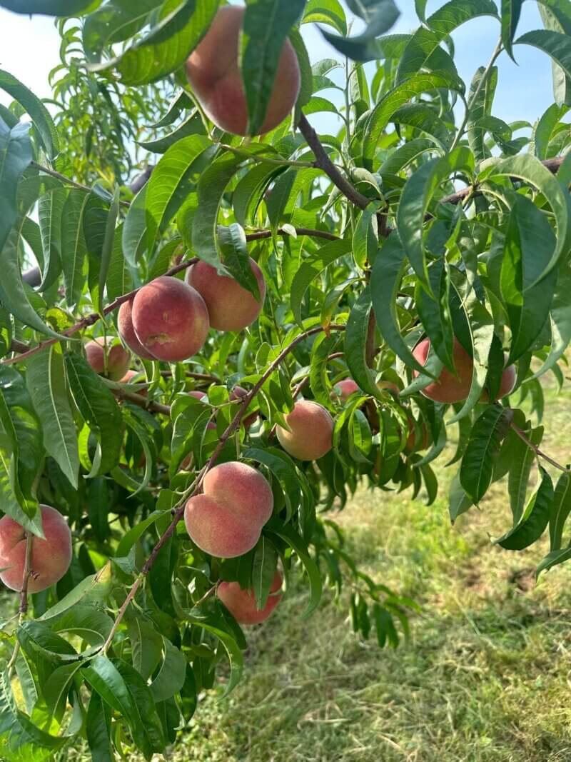 What’re U-Picking Right Now? Virginia’s Guide to What’s in Season and Where You Can Pick it Yourself