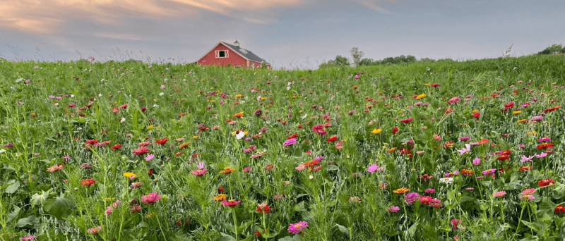 What’re U-Picking Right Now? Virginia’s Guide to What’s in Season and Where You Can Pick it Yourself