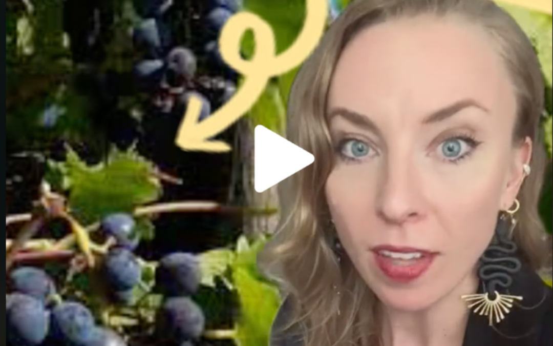 VIDEO: Virginia is the birthplace of American wine