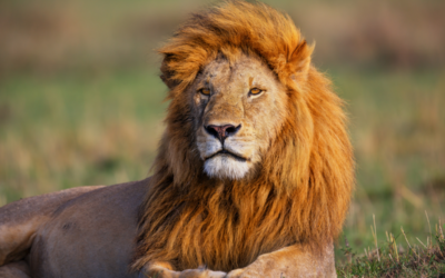 12 Animals That Have Been Observed Adopting Animals From Other Species