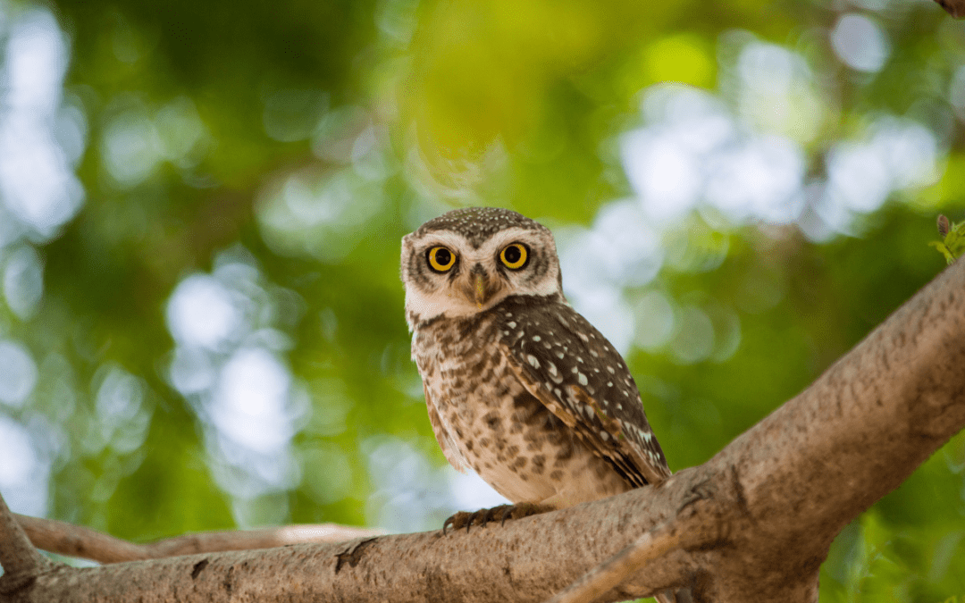 Superb Owl Sunday (no, it’s not a typo!): How to celebrate in VA