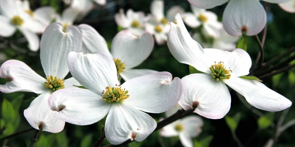 Dogwood Staff - Dogwood