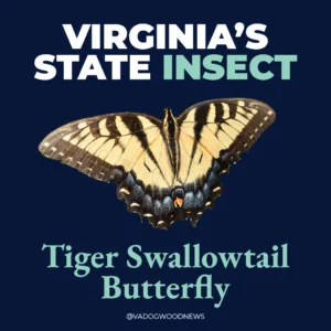 From the state rock to the state flower, here’s how Virginia got its symbols