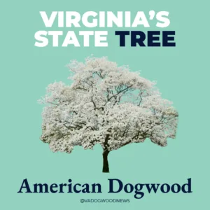 From the state rock to the state flower, here’s how Virginia got its symbols