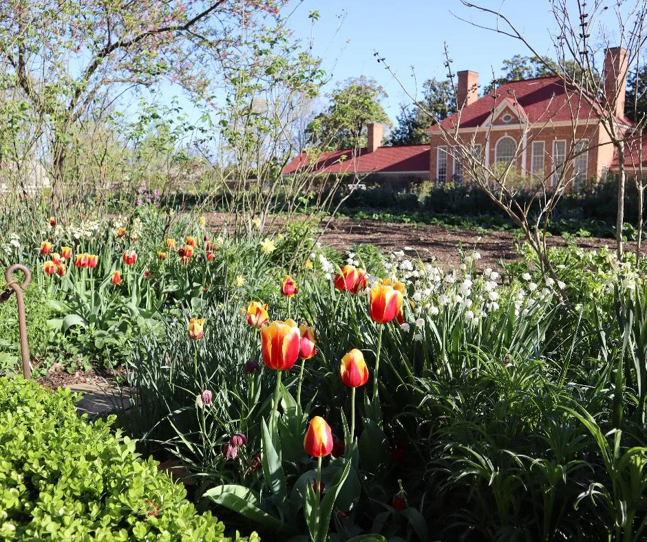 Chasing tulips in Virginia: When & where to see spring’s colorful spectacle