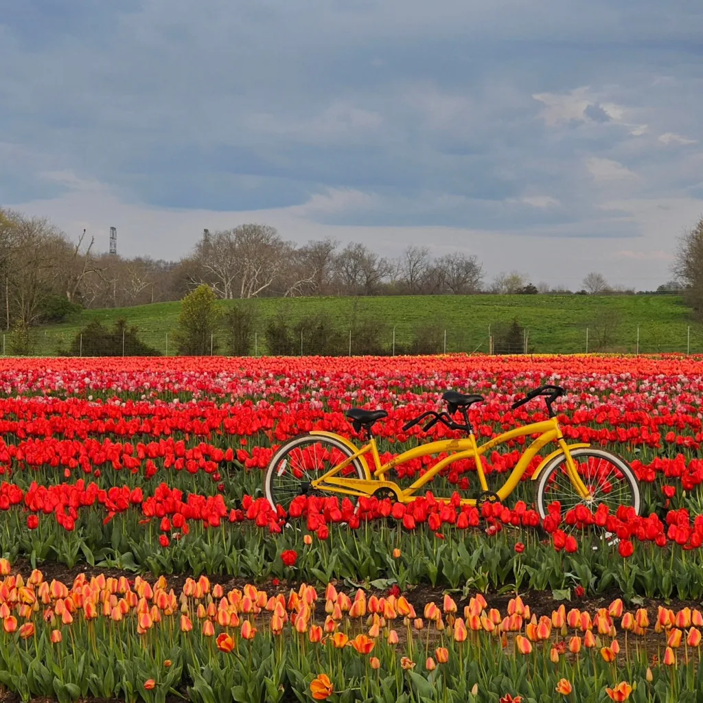 Chasing tulips in Virginia: When & where to see spring’s colorful spectacle