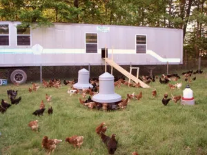 From Farm To Table: Where To Buy The Best Farm-Fresh Eggs In NoVa