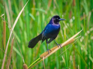 5 Coastal Virginia birds with the coolest names