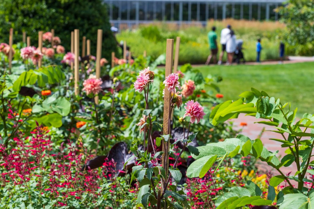 Grow local: How to embrace Virginia’s native plants