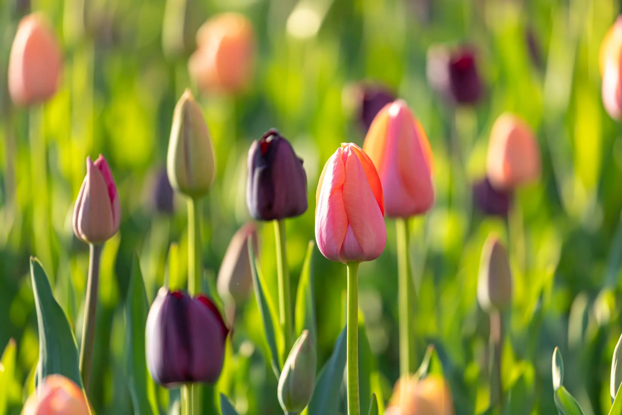 Chasing tulips in Virginia: When & where to see spring’s colorful spectacle