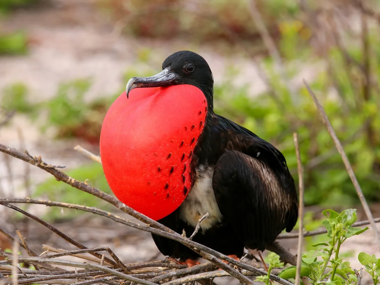 5 Coastal Virginia birds with the coolest names