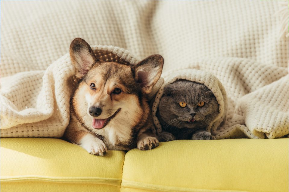 A corgi and a grey cat cuddling under a white blanket.