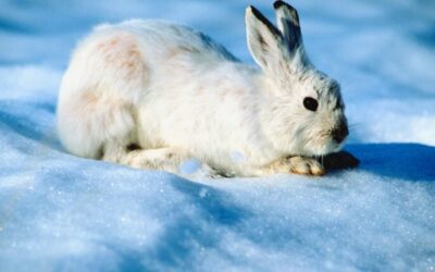 10 endangered species call VA home: Here’s what they are & how to help
