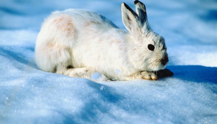 10 Endangered Species Call VA Home: Here’s What They Are & How To Help