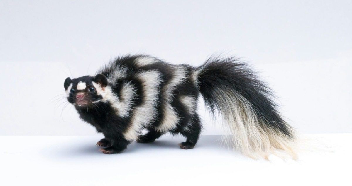 Baby skunk against a white background.