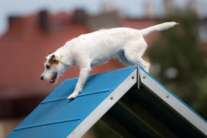 A Jack Russel terrier on agility equipment.