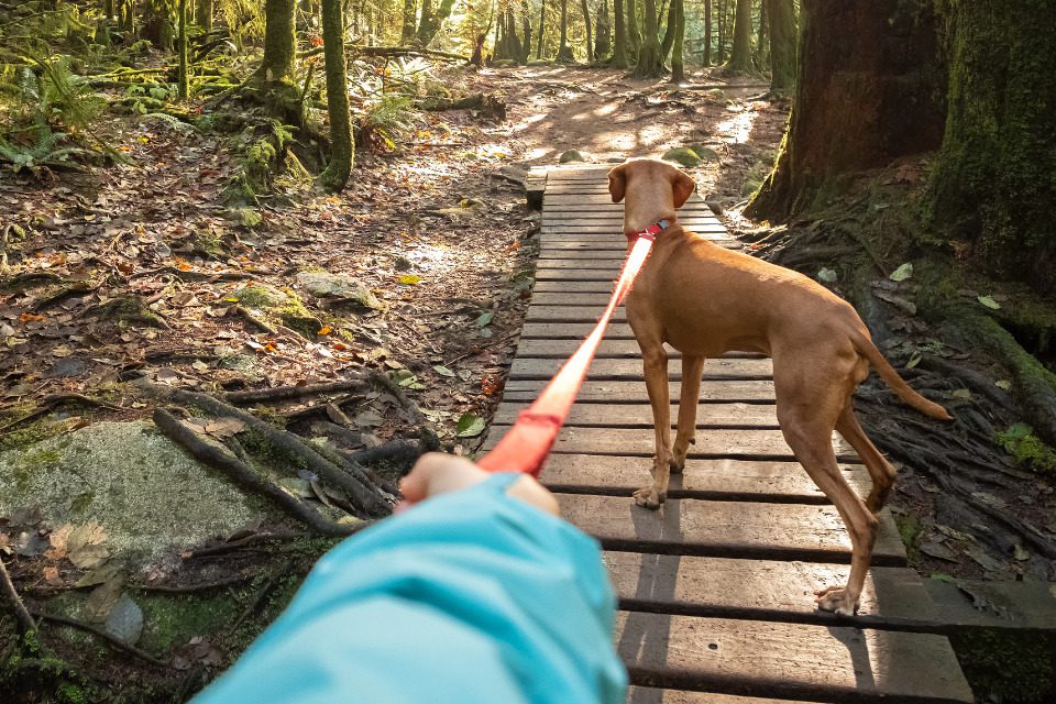 A dog on a leash on a hiking trail.