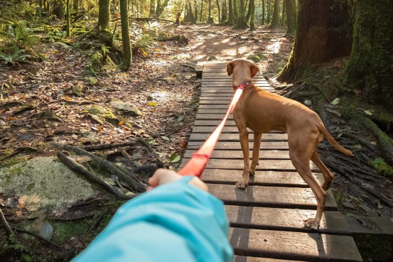 A dog on a leash on a hiking trail.