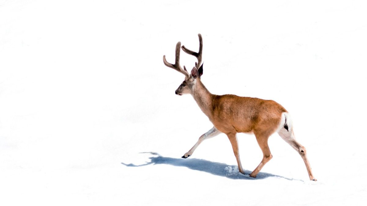 A deer walking against a white background.