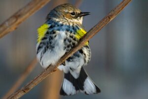 Autumn bird migrations in Virginia: What, when, & where to watch