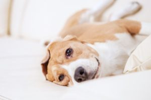 A pit-bull resting on a blanket