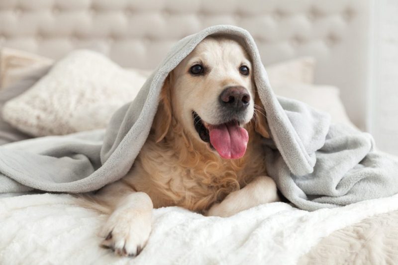 A golden retriever sleeping on a bed under a blanket.